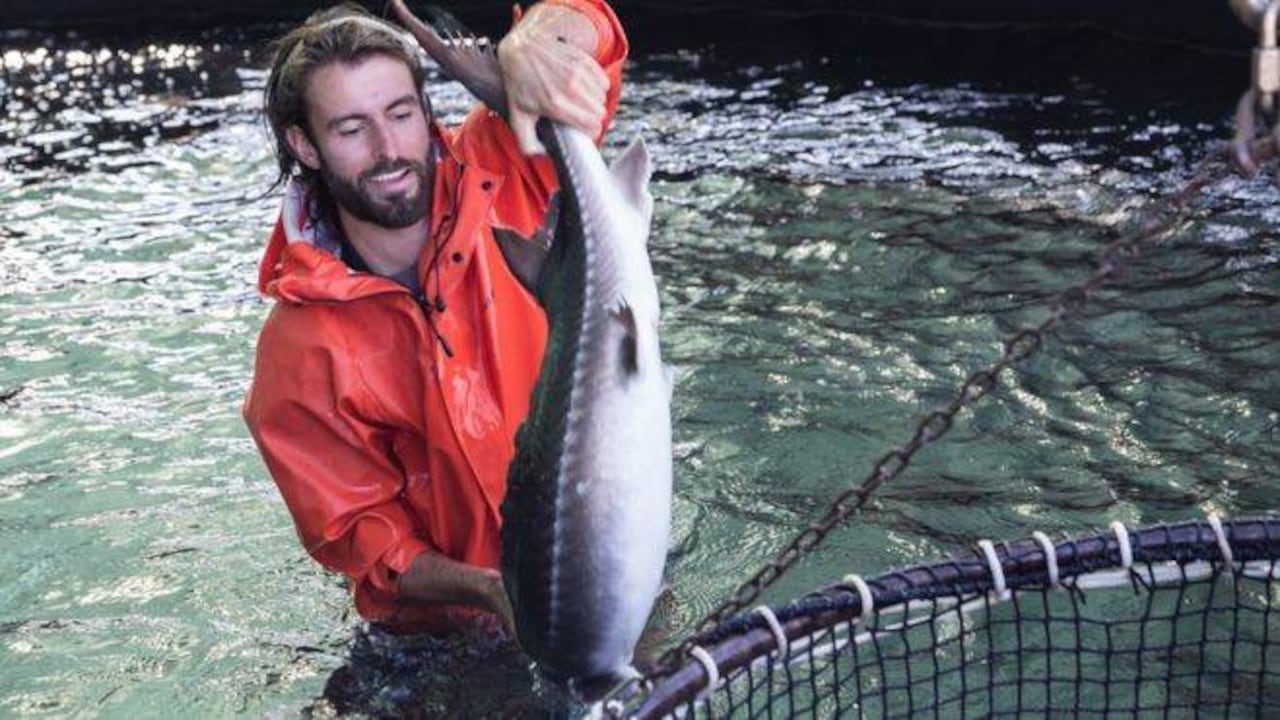 Un trabajador de Sterling Caviar muestra un esturión de su "granja". Foto: Sterling Caviar