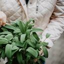 Esta potente hierba puede ser utilizada de múltiples maneras.