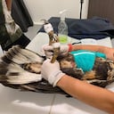 Se trata de un macho juvenil que fue rescatado por la Corporación Autónoma Regional de Risaralda, (CARDER), y la Fundación Águilas de los Andes