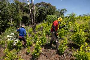 Cultivos de Coca.
Tibú. Catatumbo-Nortre de Santander Julio 20 de 2022.
Foto: Juan Carlos Sierra-Revista Semana.