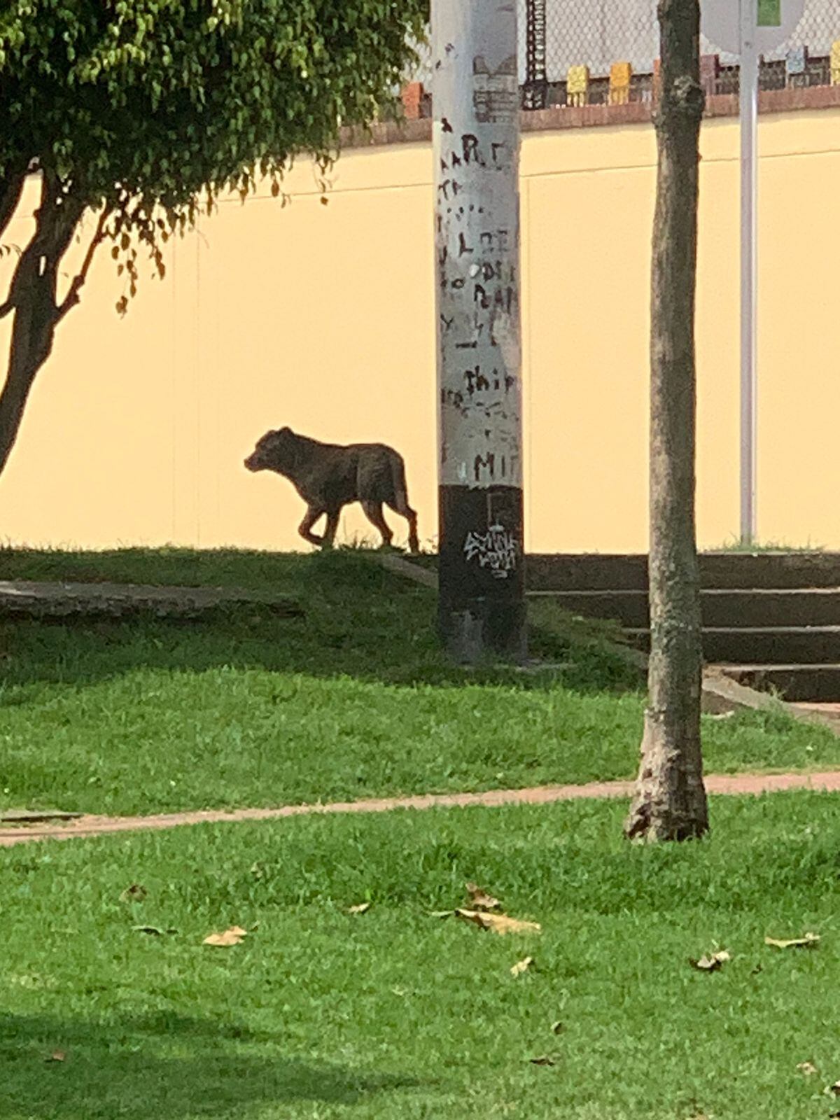 Hércules está perdido en el norte de Bogotá