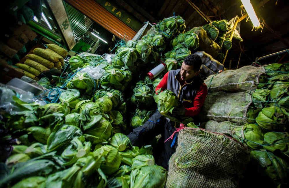 A las tres de la mañana inician las labores en Corabastos, en la bodega 17 se almacenan productos como el repollo. Foto: Julián Galán
