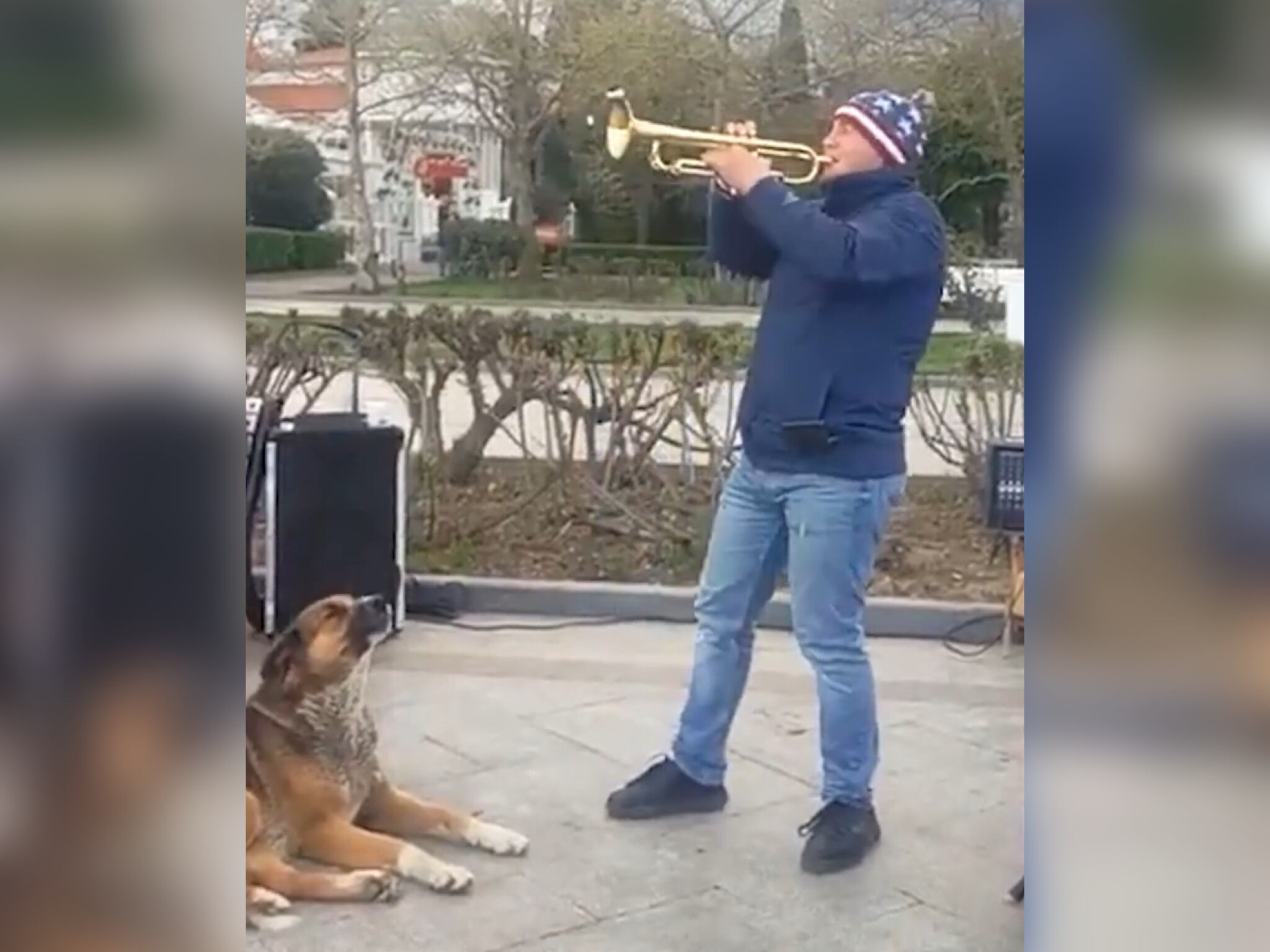 Hachiko de Crimea. Foto: Captura de pantalla Reddit AnimalsBeingAnimals.