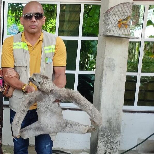 Rescate de osos en Cartagena