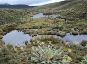 Páramo de Guacheneque.