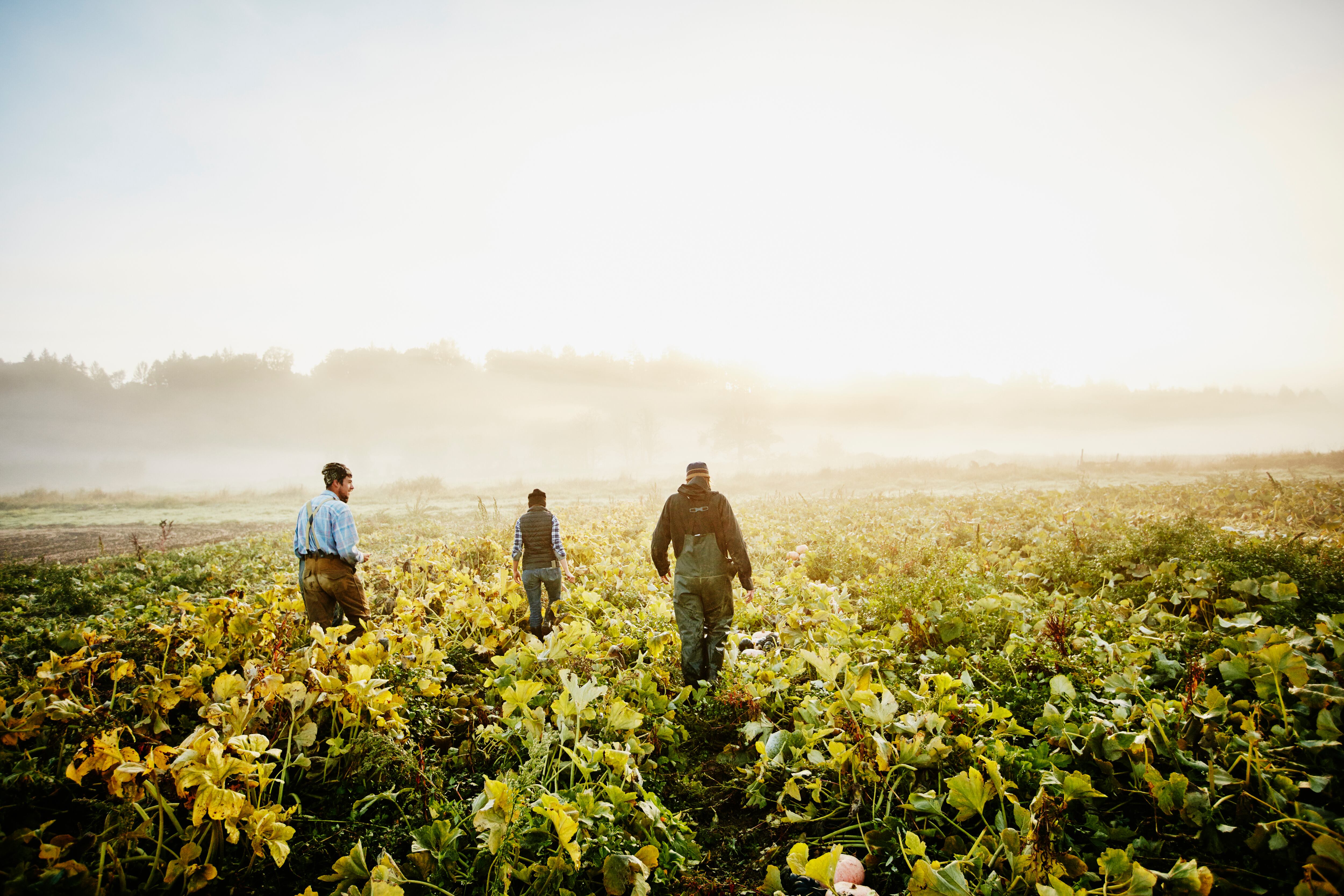 En el condado de Ventura, California, entre el 25 % y el 45 % de los campesinos dejó de acudir a sus labores tras las redadas en campos de fresas, limones y aguacates.