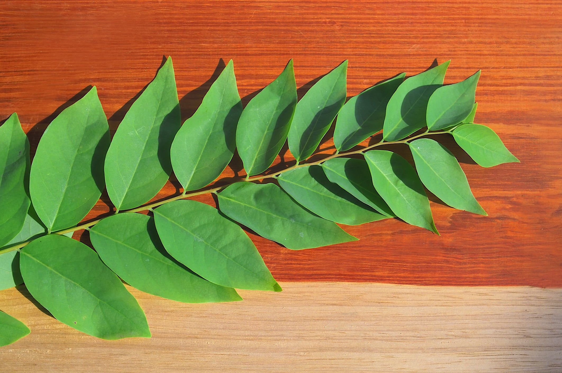 twig with leaves on two-tone wallpaper