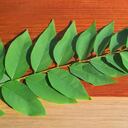 Eucalipto, planta muy conocida.