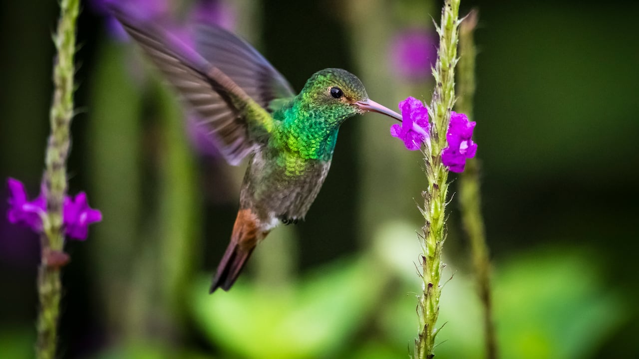 Colibrí