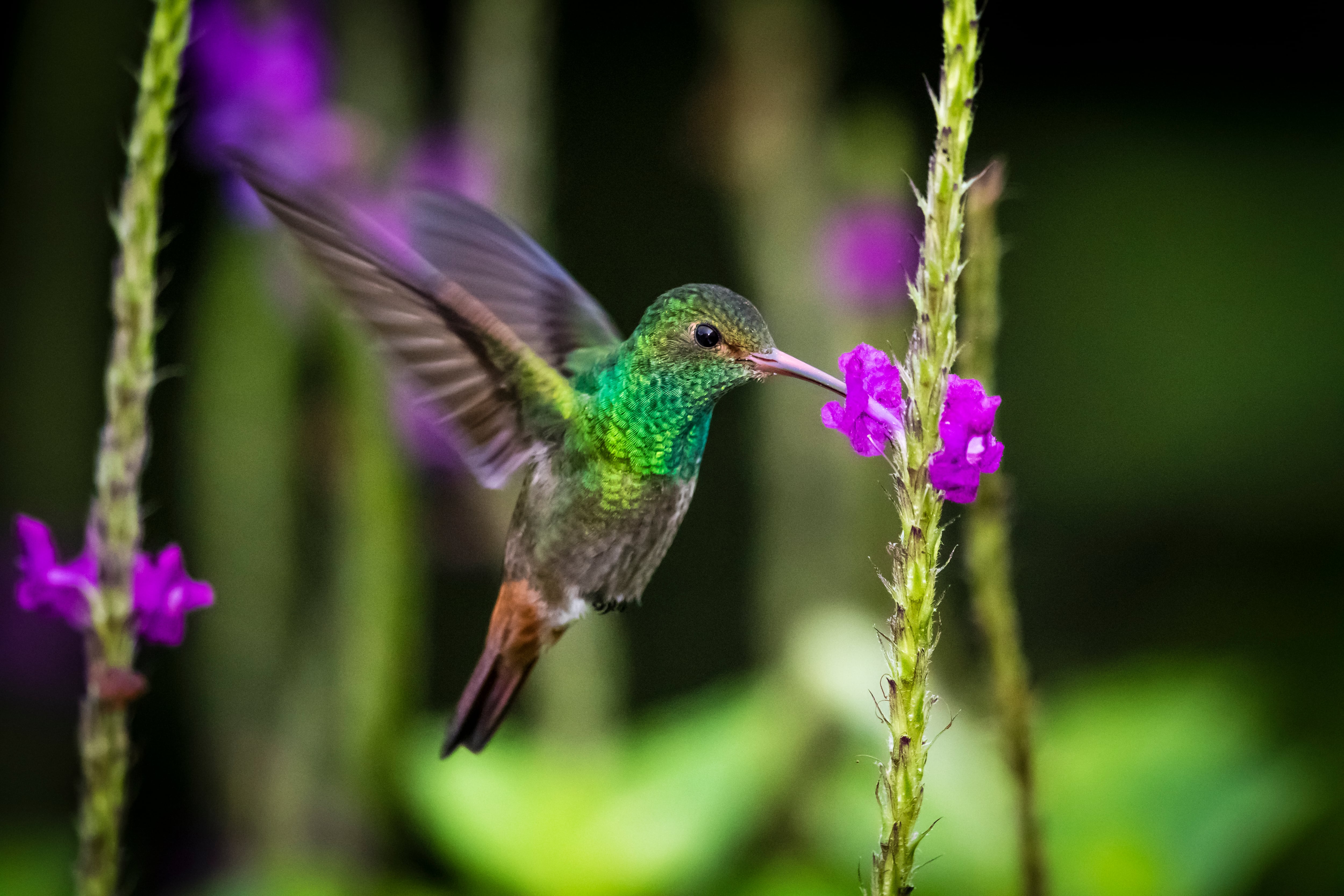 Colibrí