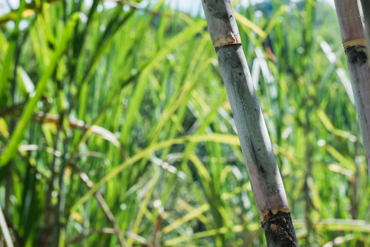 Cultivo de caña