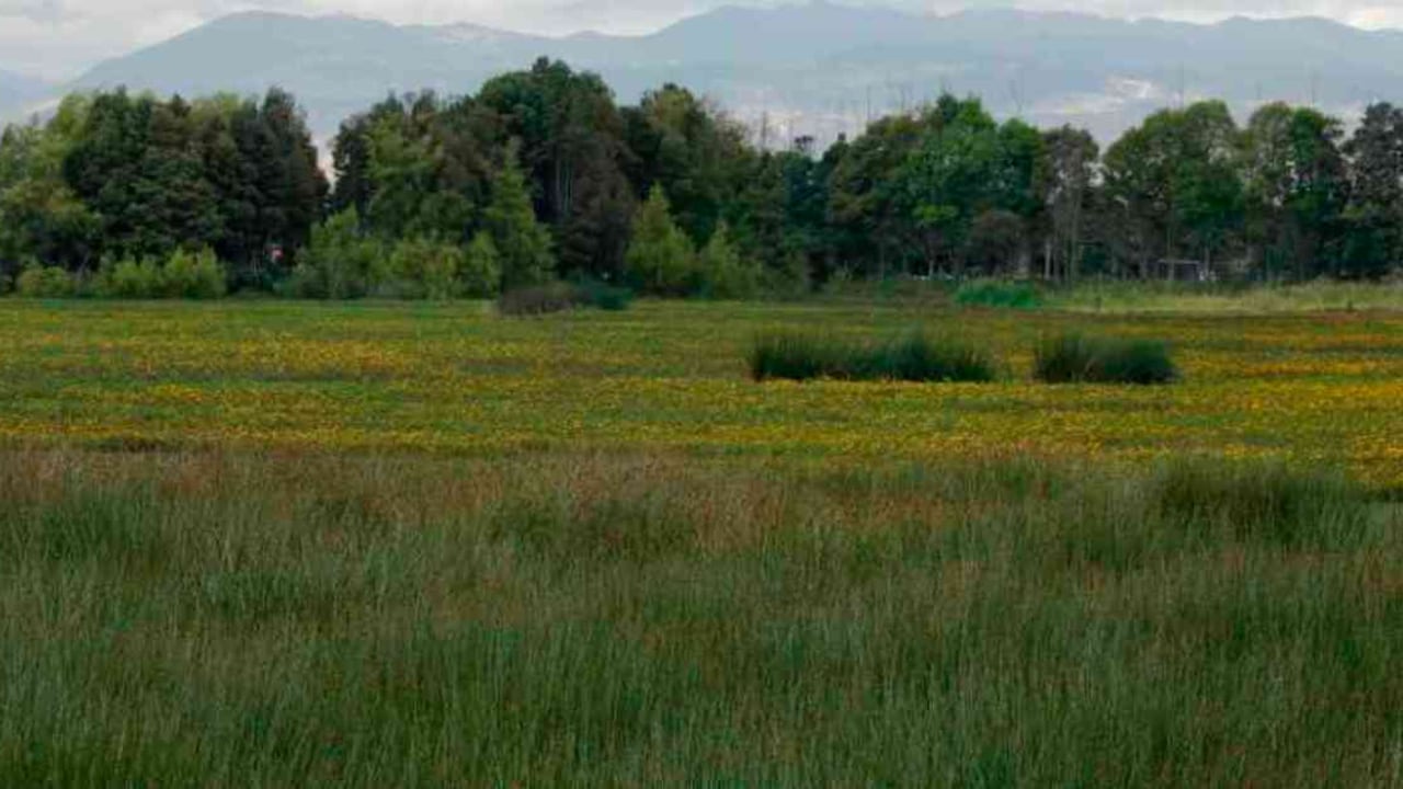 El humedal Jaboque se ubica en la localidad de Engativá. Tiene una extensión de 148 hectáreas. Archivo: Guillermo Torres/Revista Semana.