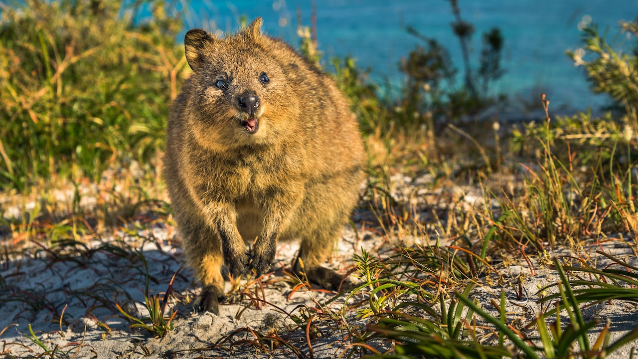Siempre es un placer verlos. Quokkas de la isla Rottnest.