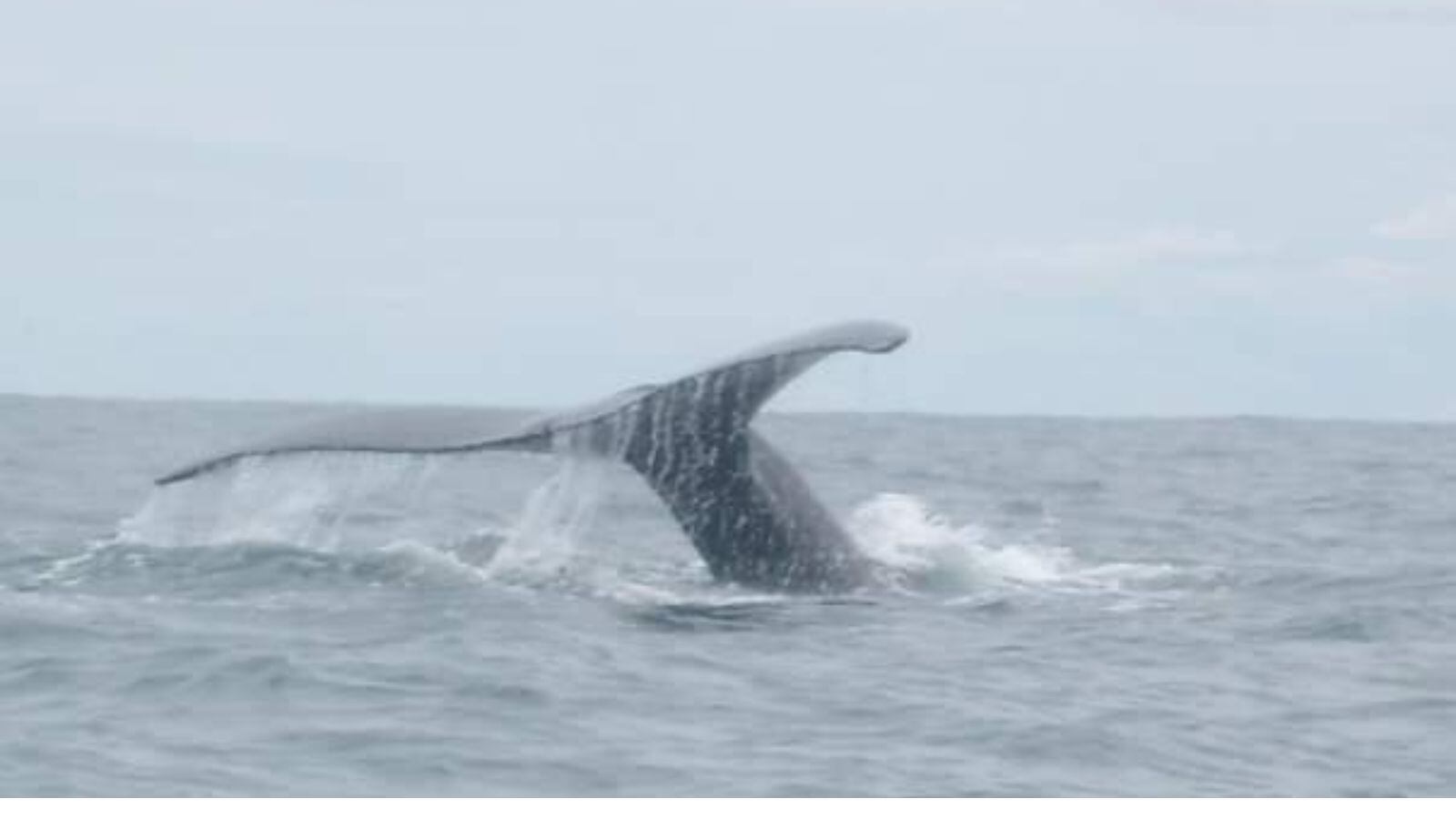 Las ballenas llegan desde el sur del continente hasta las playas de Nuquí para parir a sus crías.