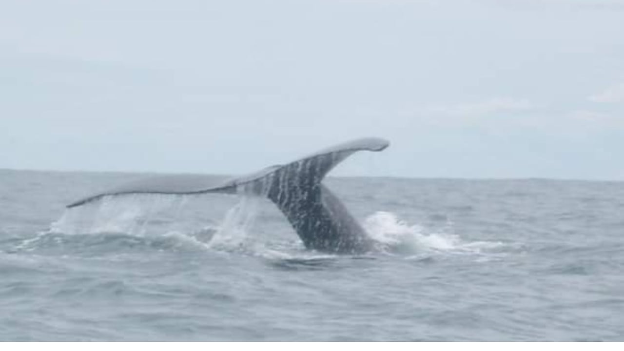Las ballenas llegan desde el sur del continente hasta las playas de Nuquí para parir a sus crías.