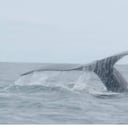 Las ballenas llegan desde el sur del continente hasta las playas de Nuquí para parir a sus crías.