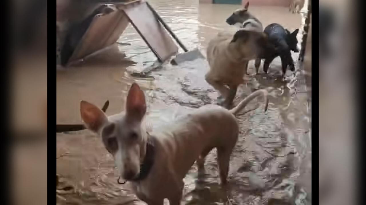 Los perros del refugio se encuentran en una situación alarmante, con el agua alcanzándoles casi hasta el hocico.