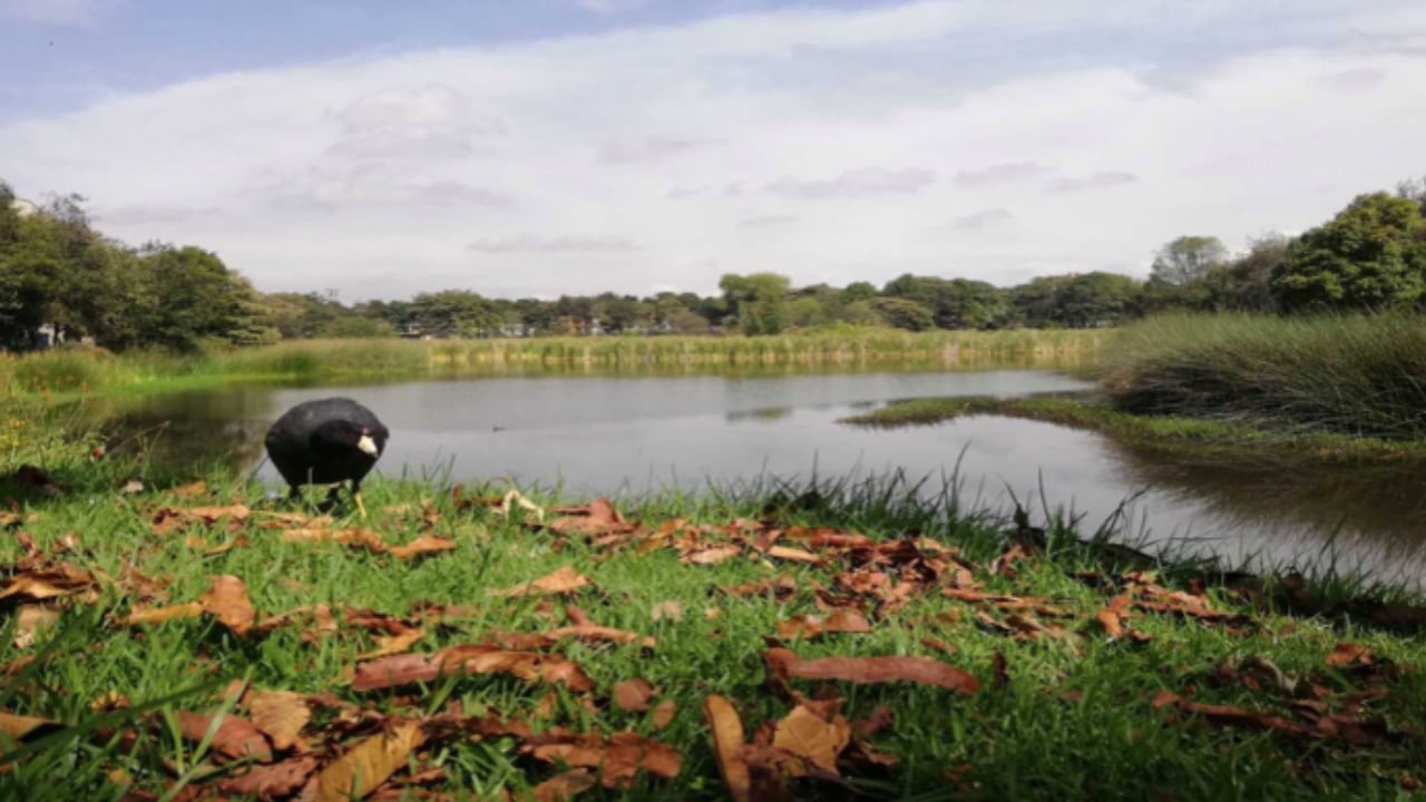 Bogotá es una de las ciudades del mundo con más humedales en su territorio