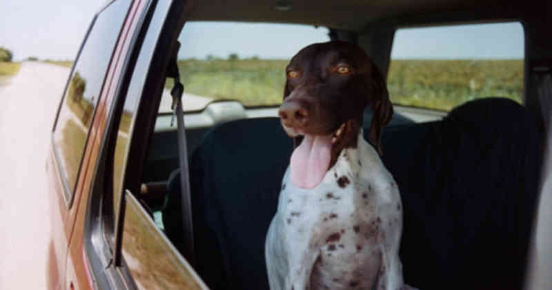 Es necesario contar con sujetadores que garanticen la salud del animal.