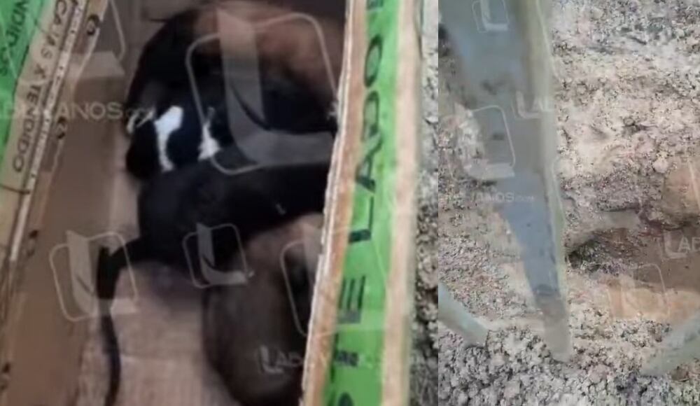 El hecho se viralizó en redes sociales. Foto: Captura de video de Facebook @Laboyanos.com