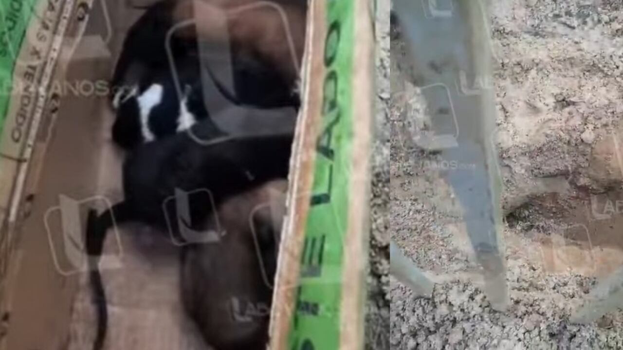 El hecho se viralizó en redes sociales. Foto: Captura de video de Facebook @Laboyanos.com