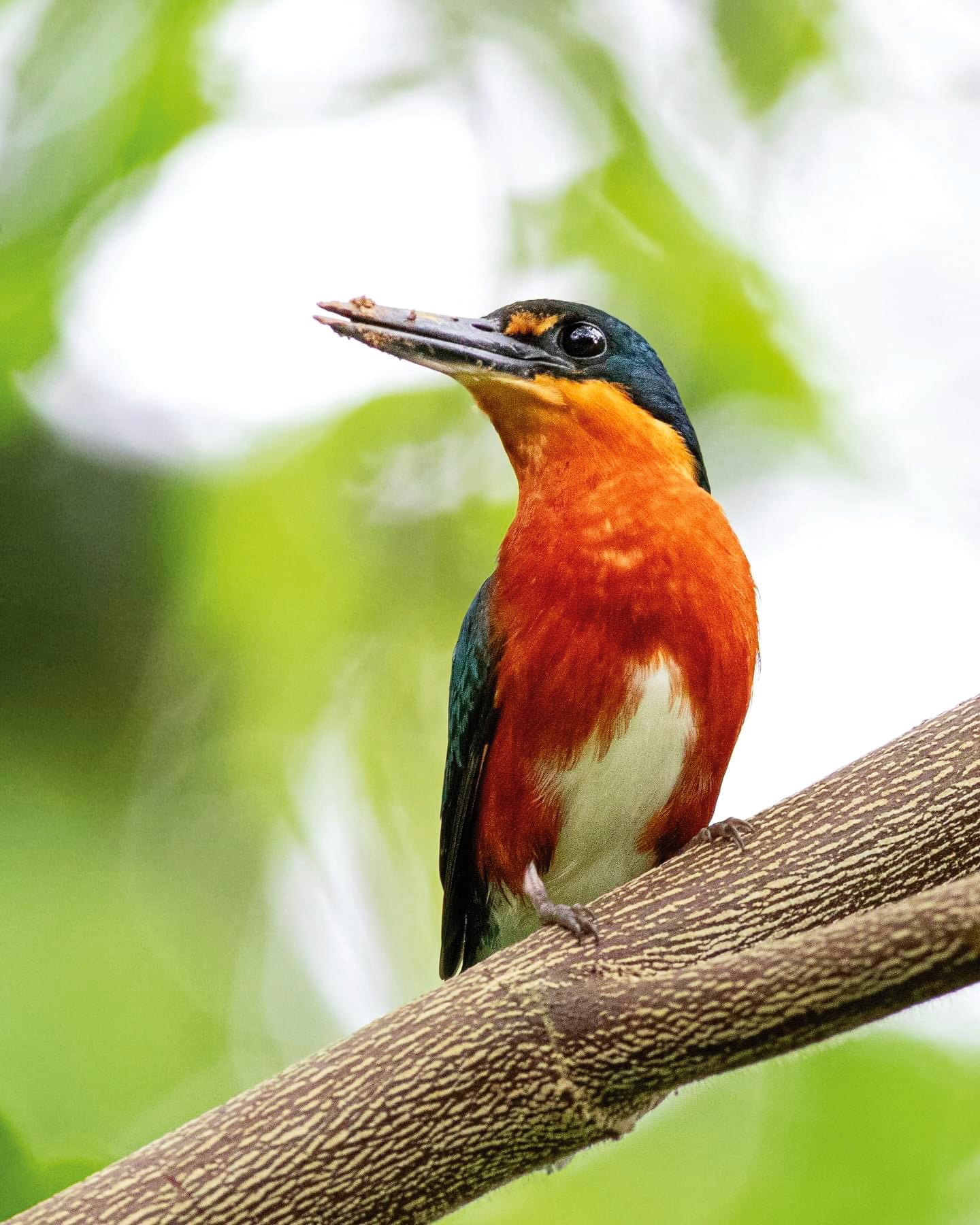 El avistamiento de aves endémicas es una de las actividades de ecoturismo preferidas por los turistas que visitan Surikí.