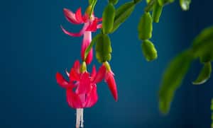 Cactus navideño o Santa Teresita.