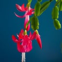 Cactus navideño o Santa Teresita.