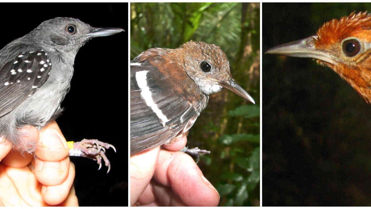 Muchas especies de aves han comenzado a ser menos comunes que hace 35 años en la Amazonia. Foto: Instituto Humboldt - Colombia hoy