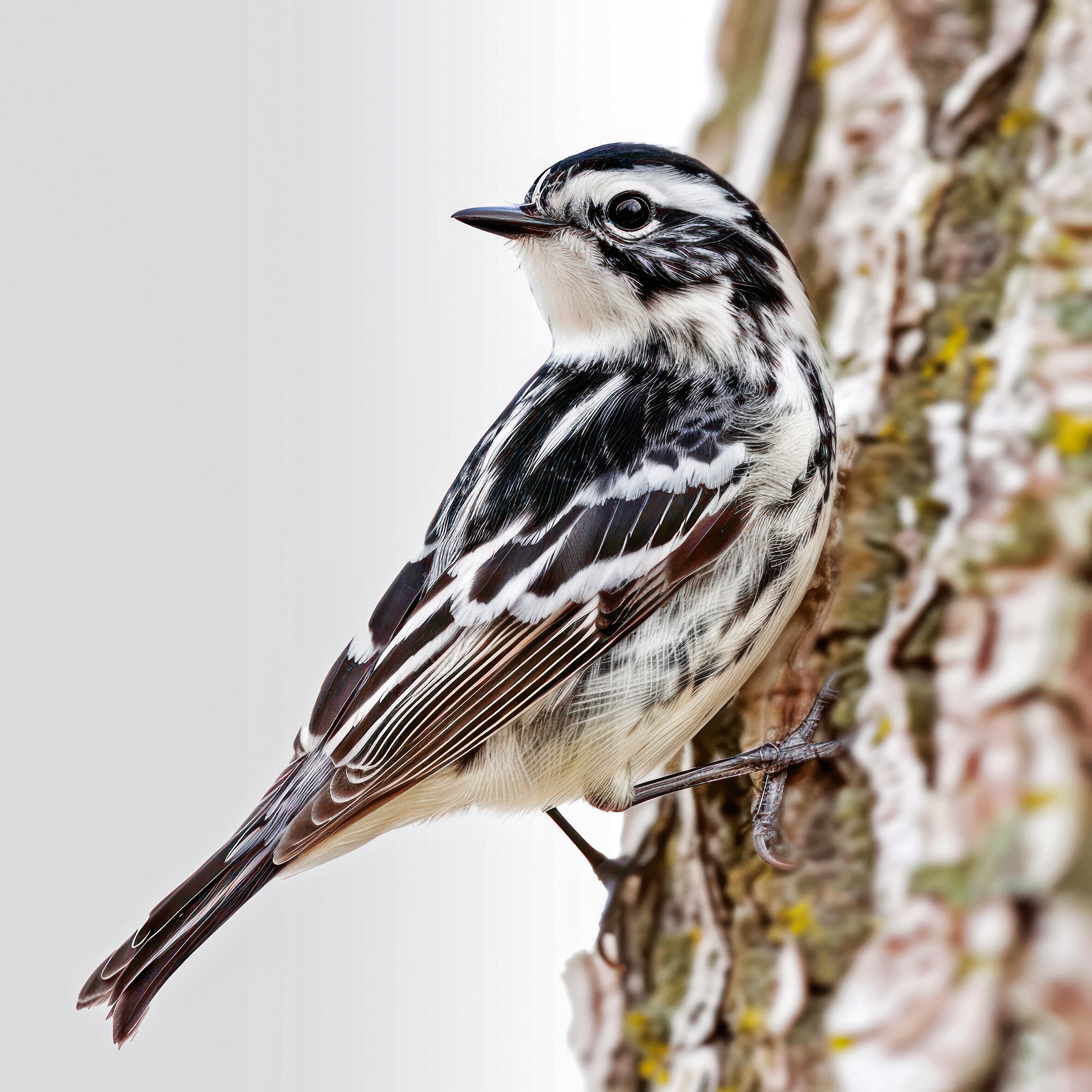 Editorial Aves Migratorias, la casa de las aves, Semana Sostenible