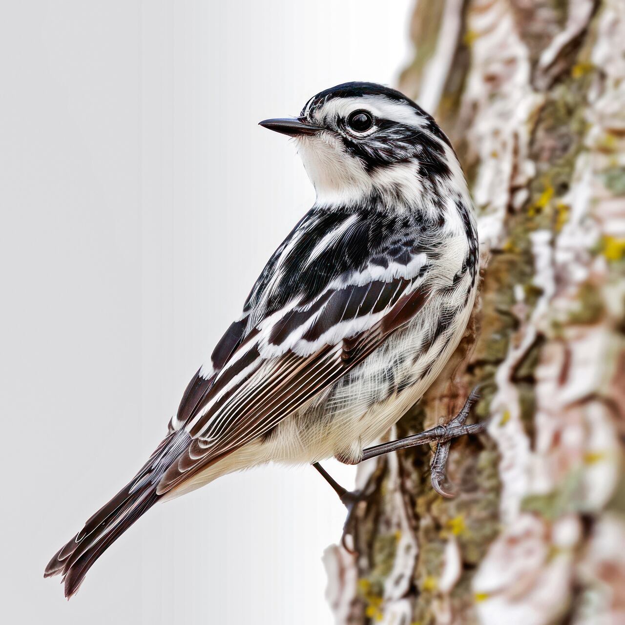 Editorial Aves Migratorias, la casa de las aves, Semana Sostenible