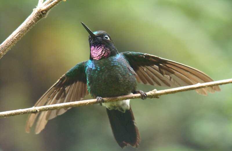 Colibrí Turmalina. Foto: Carlos Mario Wagner