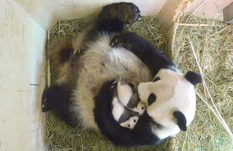 Luego de esperar un mes desde su nacimiento, el zoológico Schoenbrunn de Austria descubrió que las crías son un macho y una hembra.