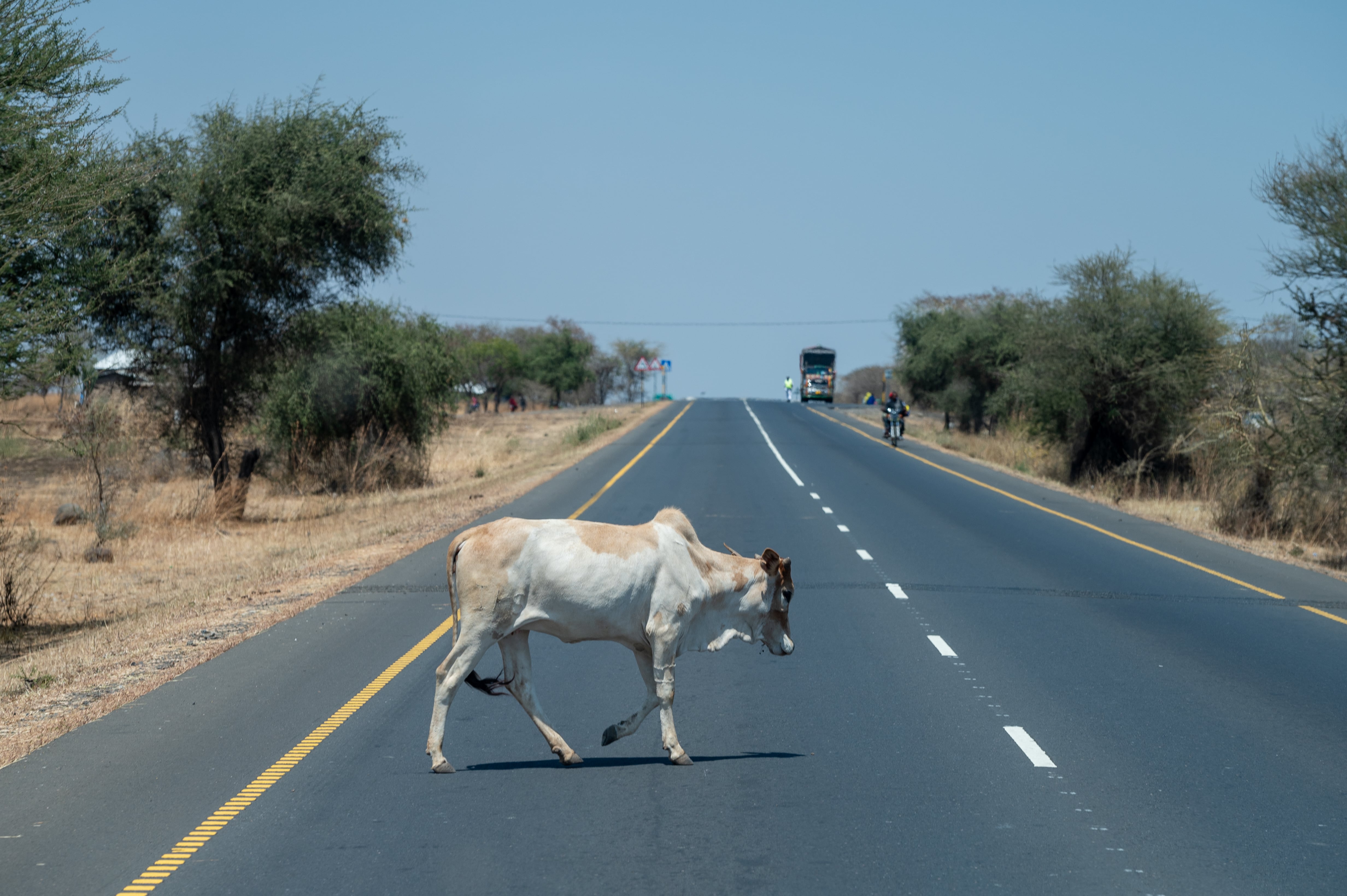 Los animales pueden aparecer de manera inesperada en las carreteras y generar situaciones de riesgo.