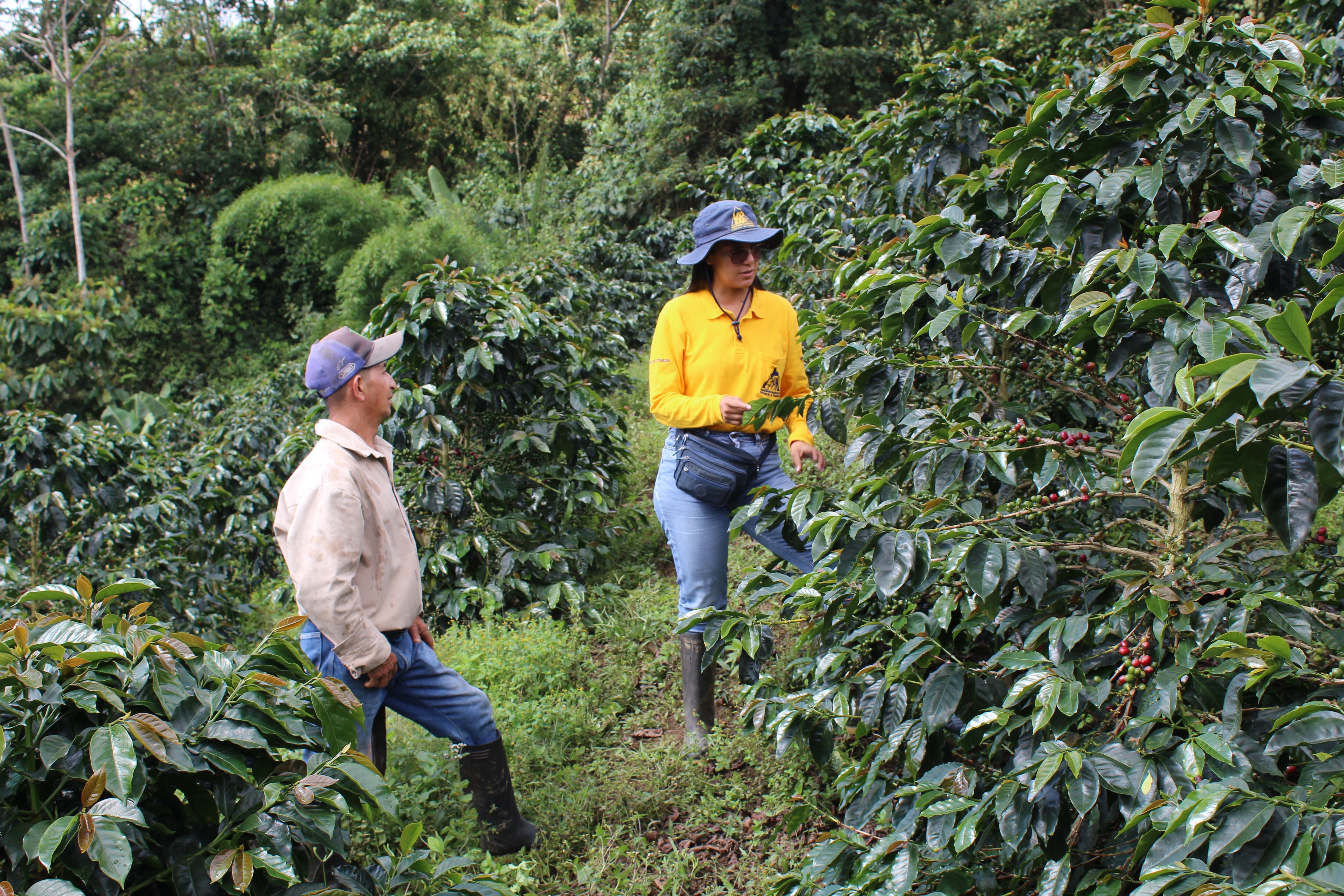 El programa Valle Café impulsa la productividad, la calidad y la sostenibilidad del sector, renovando millones de árboles y fortaleciendo a los caficultores.