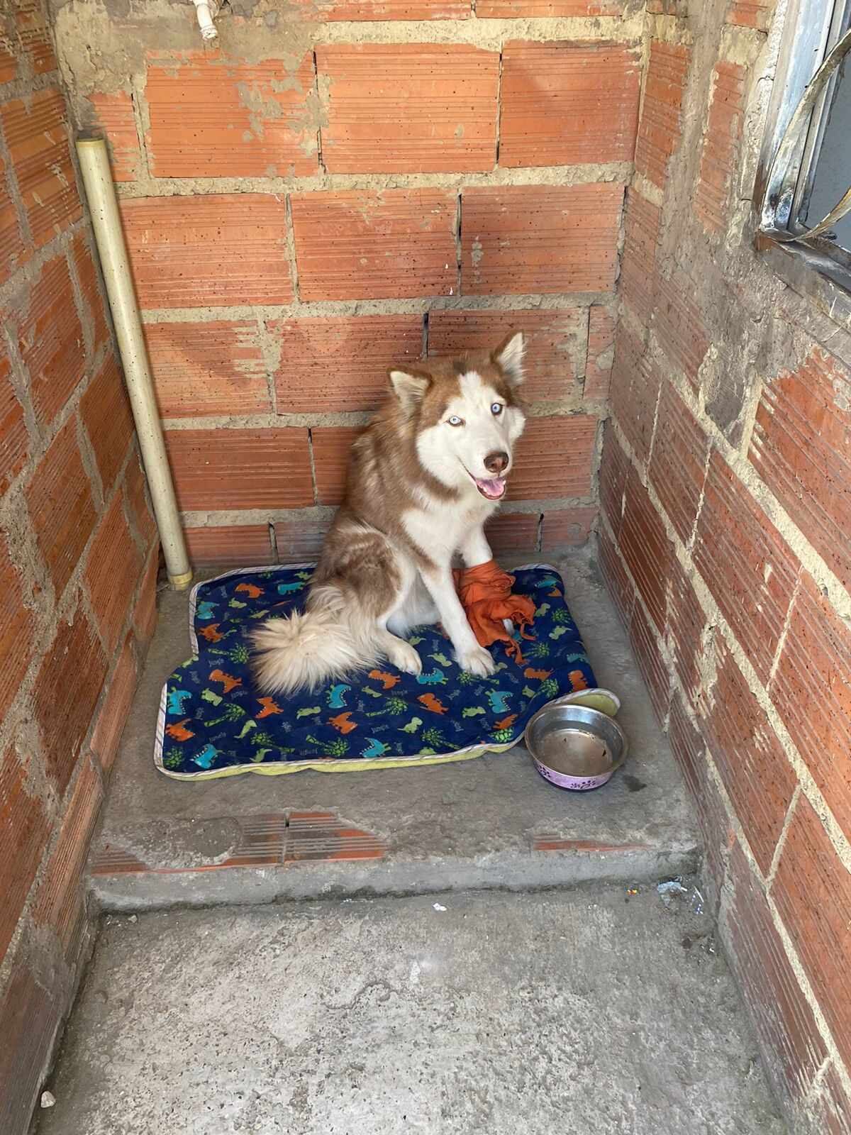 Kiara tiene una herida en su pata izquierda que no fue atendida por sus tenedores.