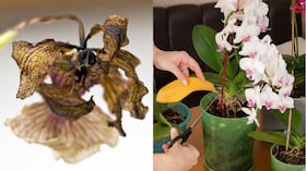 El método casero para rescatar una orquídea y lograr una floración más saludable.