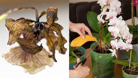 El método casero para rescatar una orquídea y lograr una floración más saludable.