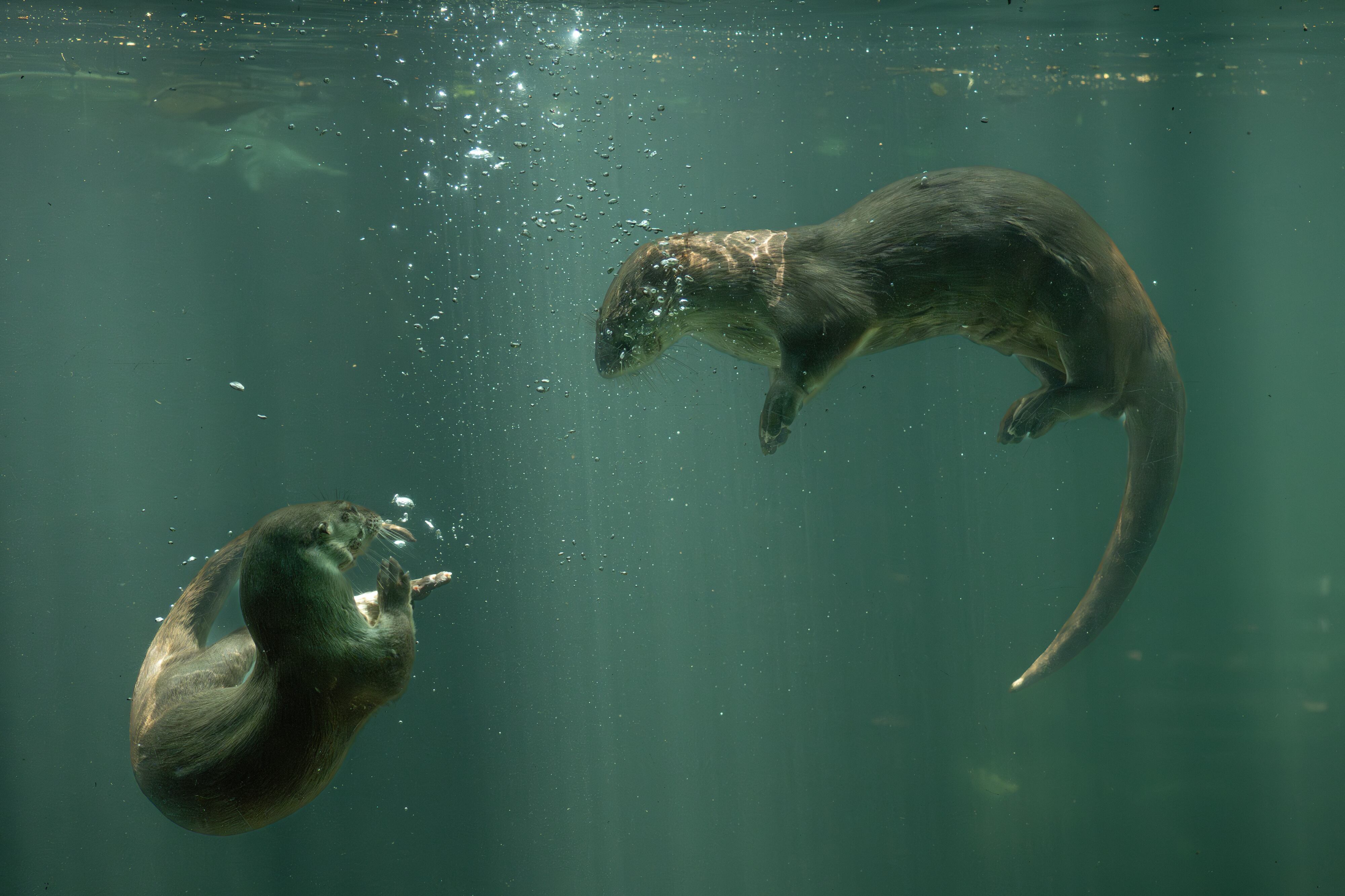 Colsubsidio presenta documental sobre conservación del bosque seco tropical y tres de sus habitantes: nutria, paujil de pico azul y titi gris.