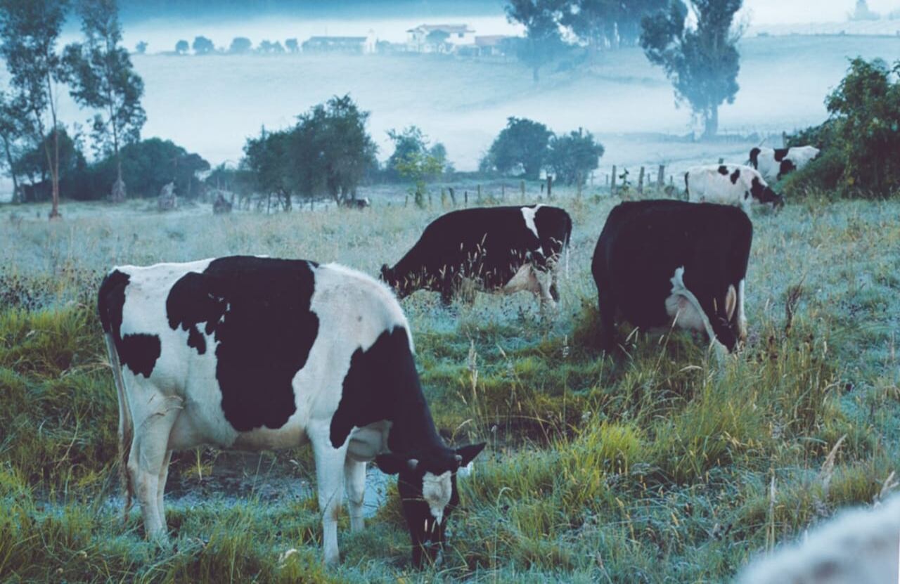 Este plan piloto tiene el potencial de revolucionar la industria láctea en Colombia. ¿Dé que se trata?