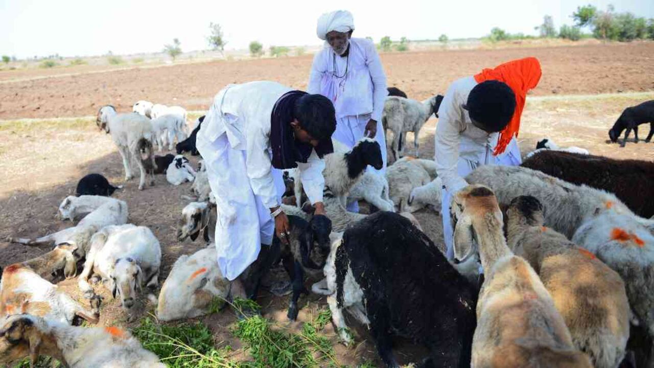 Mortandad de animales en India por cuenta de la intensa ola de calor. Foto: SAM PANTHAKY/AFP