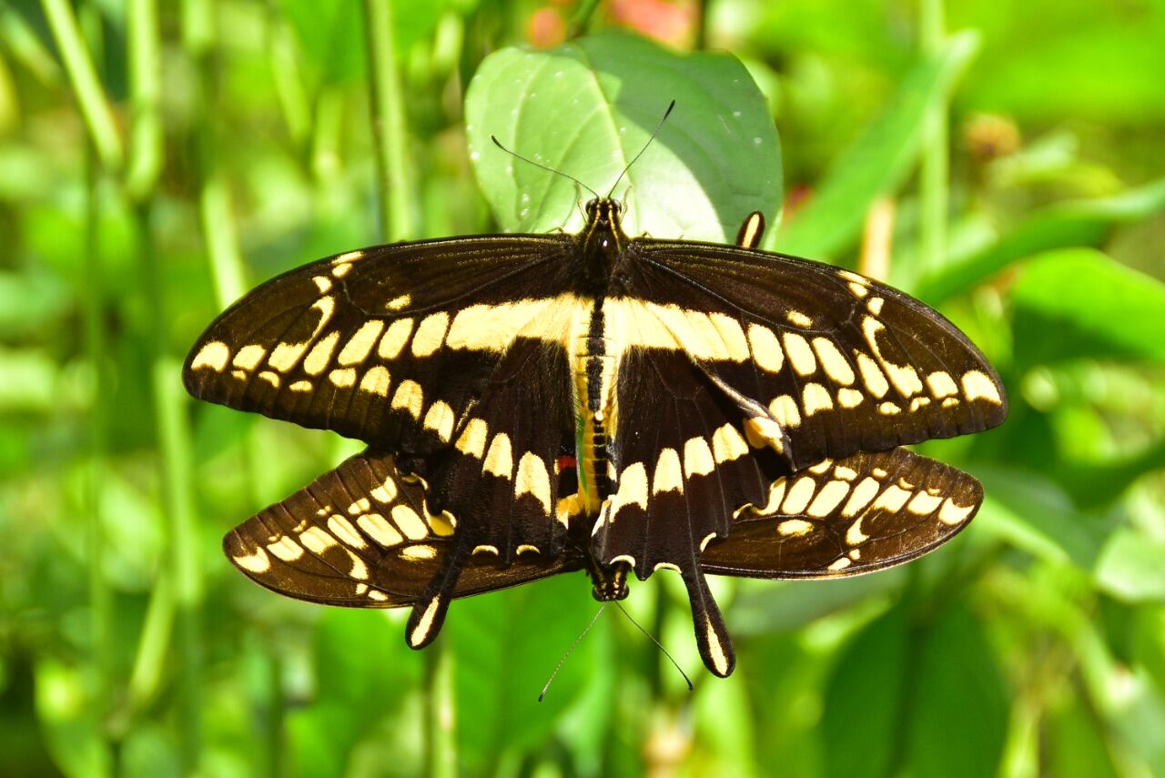 Heraclides thoas. Habita en zonas de tierra caliente y se ubica en los bordes de bosque, pastizales y a orillas de los ríos, mientras que en las tierras ganaderas estas mariposas visitan las heces y la orina de los animales para alimentarse. Jardín Botánico del Quindío