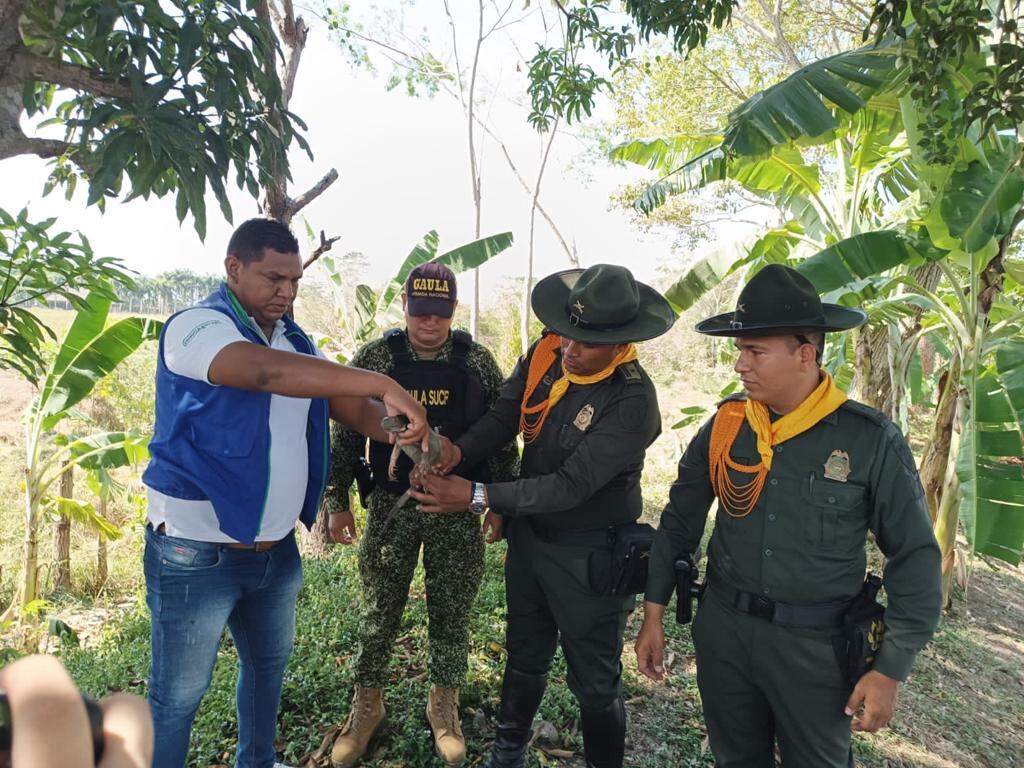 Rescatan a 1.300 tortugas  y 200 iguanas que serían destinadas a consumo humano