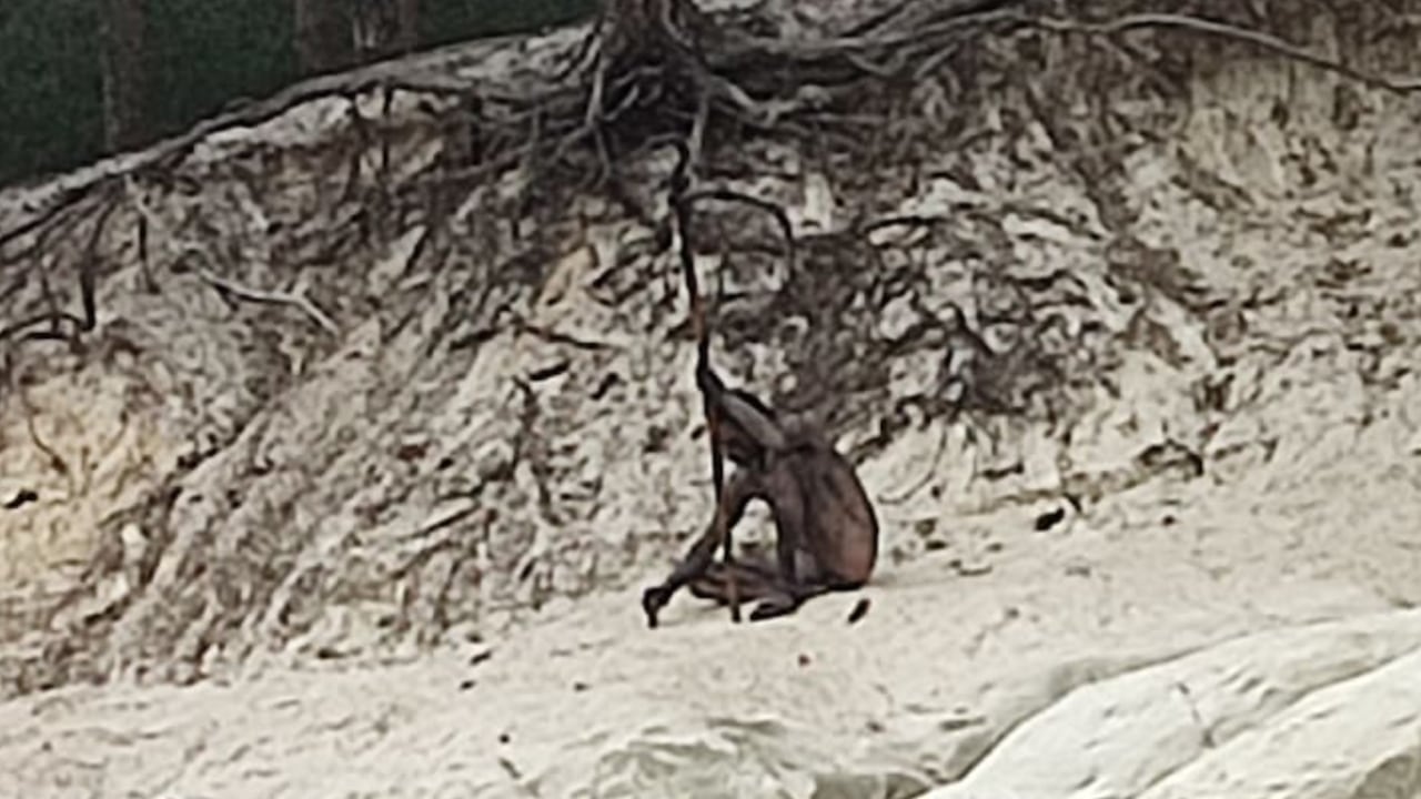 Foto: Captura de pantalla X @gritz_jan.