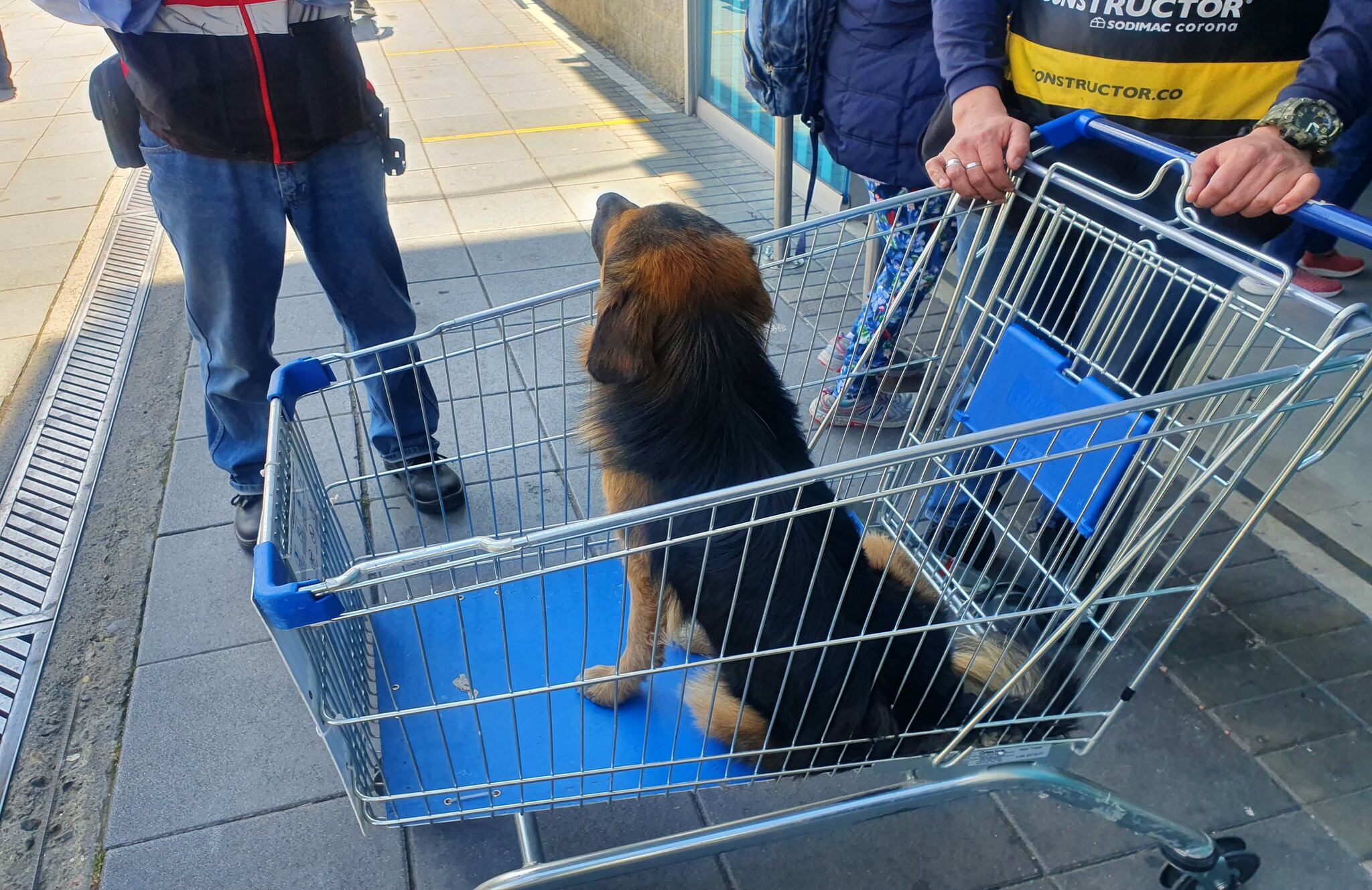El perro apareció en una de las tiendas de Homecenter.