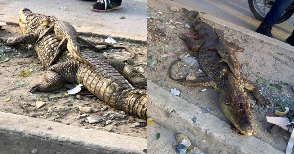 El caso es investigado por las autoridades ambientales y policivas del Atlántico.