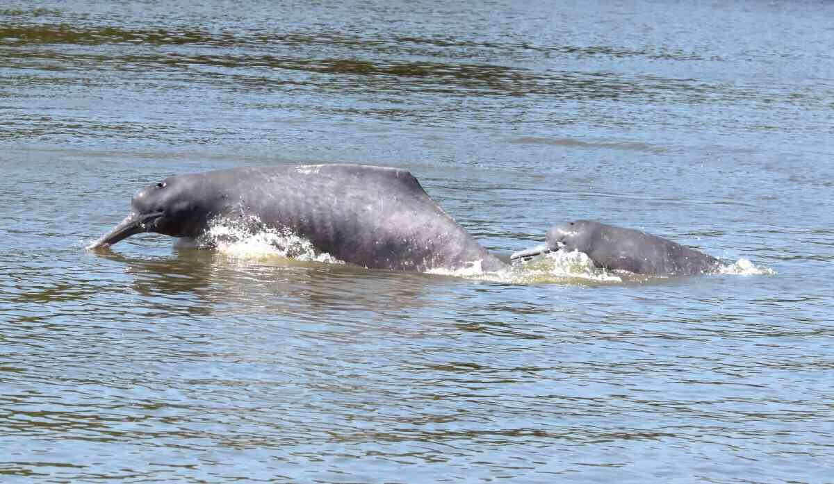 El proyecto es el resultado de más de 20 años de investigación en seis países. Foto: Fundación Omacha.