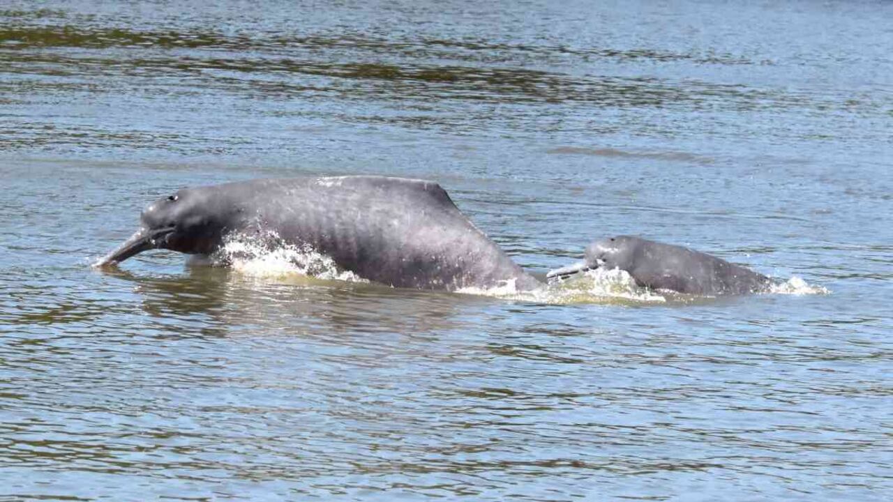 El proyecto es el resultado de más de 20 años de investigación en seis países. Foto: Fundación Omacha.