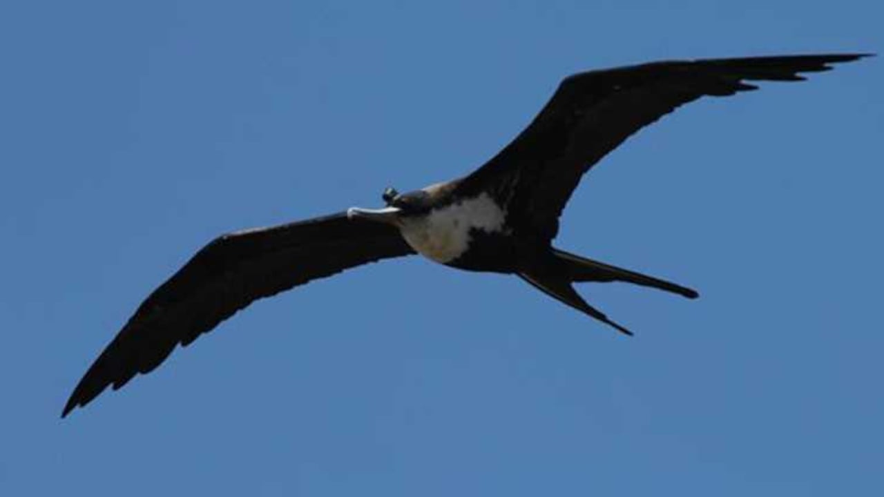 Se colocaron en las fragatas de Galápagos dos dispositivos, uno para medir las ondas cerebrales y otro para determinar la localización con GPS. Estas aves se desplazan grandes distancias en busca de alimento.
