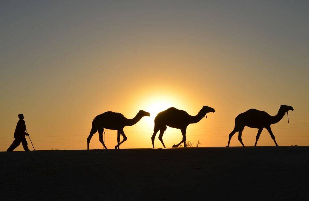 Un niño pakistaní camina con sus camellos en el distrito de Jaffarabad en el sureste de la provincia paquistaní de Balochistan el 8 de diciembre de 2017. Fida HUSSAIN / AFP